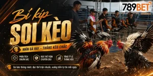 Đá Gà 789bet: Bí kíp soi kèo 789bet. Nhìn gà hay, thắng kèo chắc