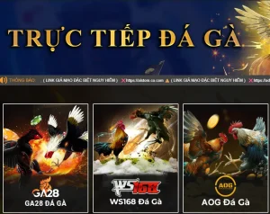 Đá gà 789bet: Tìm hiểu về đá gà cựa sắt trên 789bet.